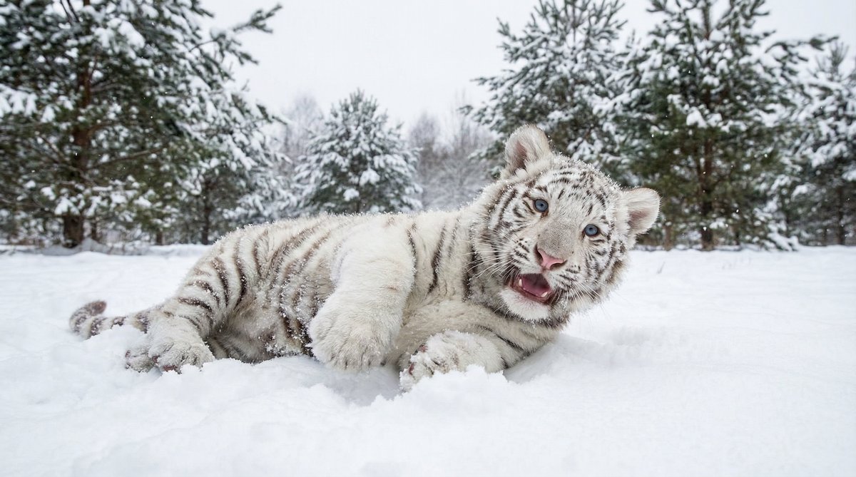 成人快手动物视频